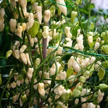 Fatalii White Pepper Seeds (5 Count) - Grow Your Own Fiery Hot Chilies, Perfect  - £5.48 GBP