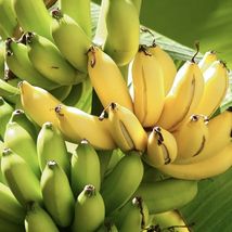 Live Hawaiian Apple Banana (Musa Manzano) Live Fruit Tree 6 Months To Give Fruit - £62.89 GBP