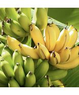 Live Hawaiian Apple Banana (Musa Manzano) Live Fruit Tree 6 Months To Gi... - £63.74 GBP