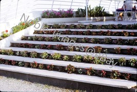 1971 Vistaero Floral Stairway to Terrace Monte Carlo Kodachrome 35mm Slide - £3.12 GBP