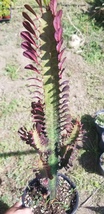 Euphorbia Trigona Rubra &quot;Milk Tree&quot;  (1 Gal. Pot) - £30.48 GBP