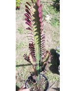Euphorbia Trigona Rubra &quot;Milk Tree&quot;  (1 Gal. Pot) - $53.32 CAD