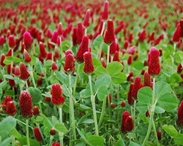 600+ Clover Crimson Red Seeds Pollinator Food Cover Crop Non Gmo Fresh New - £7.91 GBP