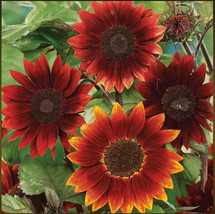 USA Non GMO 50 Seeds Sunflower Rouge Royale Red Bees, Butterflies, Pollinators L - $8.98