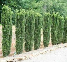 5-10" Tall Live Plants 2.5" Pots 20 Sky Pencil Holly Shrubs/Trees/Hedges - $199.90