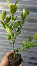 Lemon Of Puerto Rico Adult Live Tree Ready For Fruit Outdoor Living - $168.99