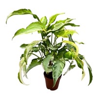 Syngonium Starlite, 2 inch, Podophyllum Arrowhead Plant - £17.39 GBP