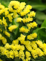 Bellfarm® Yellow Sea Lavender Seeds - £7.86 GBP