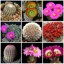 10 Pcs Echinocereus Mix Fresh See Ds Samen Rare Cactus Fresh Seeds - £4.78 GBP