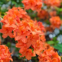 Mandarin Azalea Rhododendron Starter Plant May Be Dormant USA Shipping - $63.50