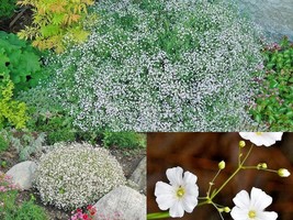 501+BABY&#39;S BREATH Annual Cut Dried Flowers Seeds Summer Garden Patio Container - £10.39 GBP