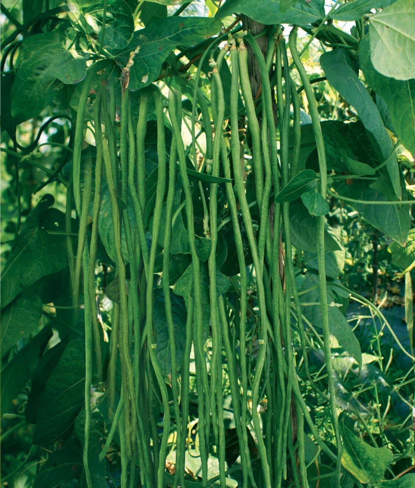 30 Seeds Dark Green Yard Long Bean/String Bean/Chinese Bean/Asparagus Be... - £7.48 GBP