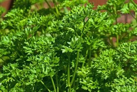 Triple Moss Curled Parsley 1 50 Seeds Curly Herbs Garnish Cold Hardy  - £6.17 GBP