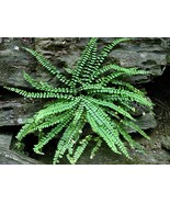 20 Maidenhair SPLEENWORT fern rhizomes-(asplenium platyneuron) - €22,69 EUR