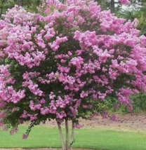 20 Pc Seeds Lagerstroemia Speciosa Plant, Crepe Myrtle Seeds for Planting | RK - £20.14 GBP