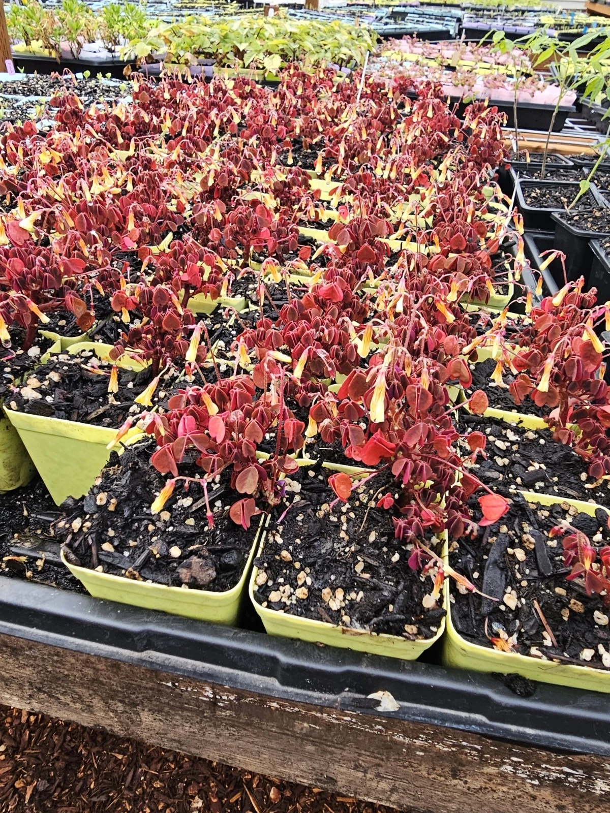 1 LIVE Small Burgundy Red Oxalis Flower Plant 3&quot;  pot  BUYMORE/SAVEMORE - $33.90