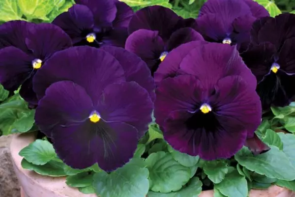 Pansy Seeds Pansy Matrix Purple 25 Seeds Extra Large Flowers Fresh Garden - £9.19 GBP