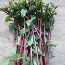 Red Stem Malabar Spinach Seed Usa Fast Shipping - £7.41 GBP