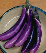 200 Long Purple Eggplant Seeds Non Gmo Open Pollinated. - $6.00