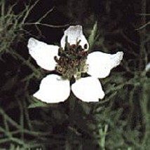 PM Black Cumin Seeds (25 Seed Packet) (More Heirloom, Organic, Non GMO, ... - $4.75