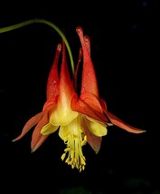 50 Seeds Aquilegia Canadensis Canadian Eastern Red Columbine - £14.11 GBP