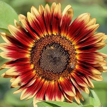 25+ INDIAN BLANKET SUNFLOWER SEEDS - Native Wildflower - Cut Flowers - O... - £2.87 GBP