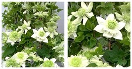 200PCS Clematis Bonsai Clematis Plant Florida Thunb Flowers Fresh US Seller - £19.68 GBP