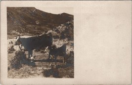RPPC Momma Cow with Twin Calves c1910 Real Photo Postcard Z22 - £11.70 GBP