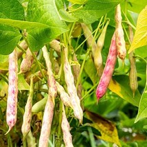 Heirloom Red Kidney Beans Seeds - Organic, Non-GMO Home Garden Planting - Choose - £1.19 GBP