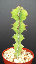 EUPHORBIA GRANDIALATA Dragon fish bone cactus plant succulent milk tree cacti 4&quot; - £15.93 GBP