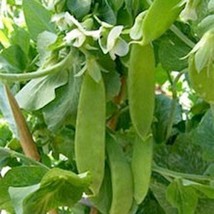 Oregon Giant Pea Sugar Snow Pea US Seller Fast Shipping - $6.48