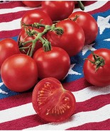 42 Day Tomato Seeds Fastest Tomato In The World To Ripen  30 Seeds Seeds... - £8.38 GBP
