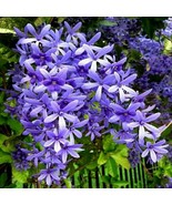 5 Seeds Petrea Volubilis Queens Wreath Bluebird Vine - £15.94 GBP