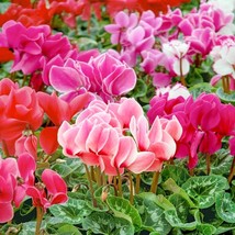 New Fresh Seeds Cyclamen Seeds Cyclamen Persicum Butterfly Mix Flower Seed 20 Se - $17.98