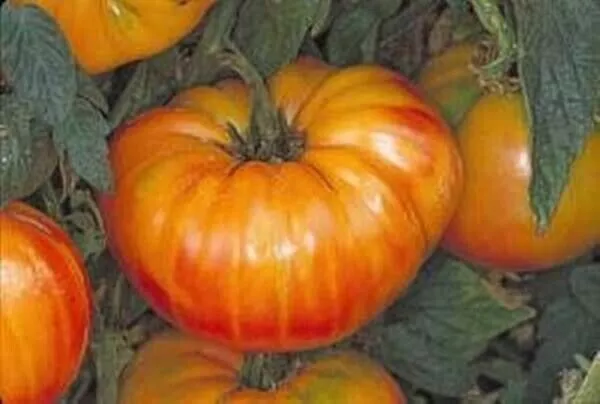 MBK 10 Seeds Pineapple Tomato Heirloom Organic Non Gmo - $9.21