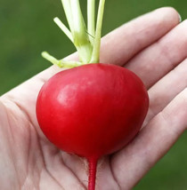 100 German Giant Radish Seeds Organic Fresh Garden USA SELLER - $9.76