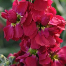 New Fresh Seeds Stock Seed Crimson Stock Flower Seeds 2000 Seeds - $17.98