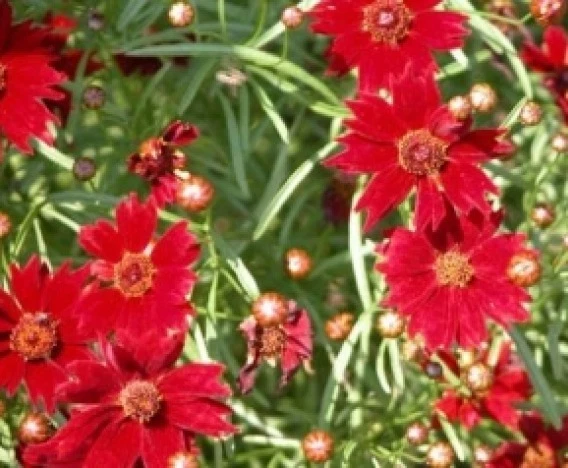 PLAINS COREOPSIS TALL RED FLOWER 100 FRESH SEEDS  - $6.31