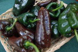 Ancho Poblano Chile Pepper Seeds, Chili - $1.99