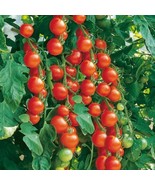 Gardener&#39;s Delight Tomato Seeds | Heirloom | Organic | Cherry Tomatoes F... - £9.17 GBP