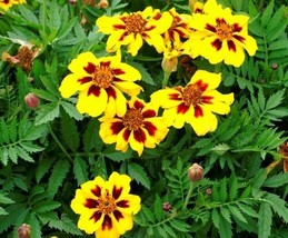 Fresh French Marigold Dainty Marietta (Dwarf) 75 Fresh Seeds From Usa Shipping - £4.10 GBP