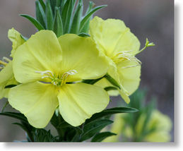 40 Pale Yellow Evening Primrose Flower Sweet Scented Oenothera Elata Seeds - £14.35 GBP