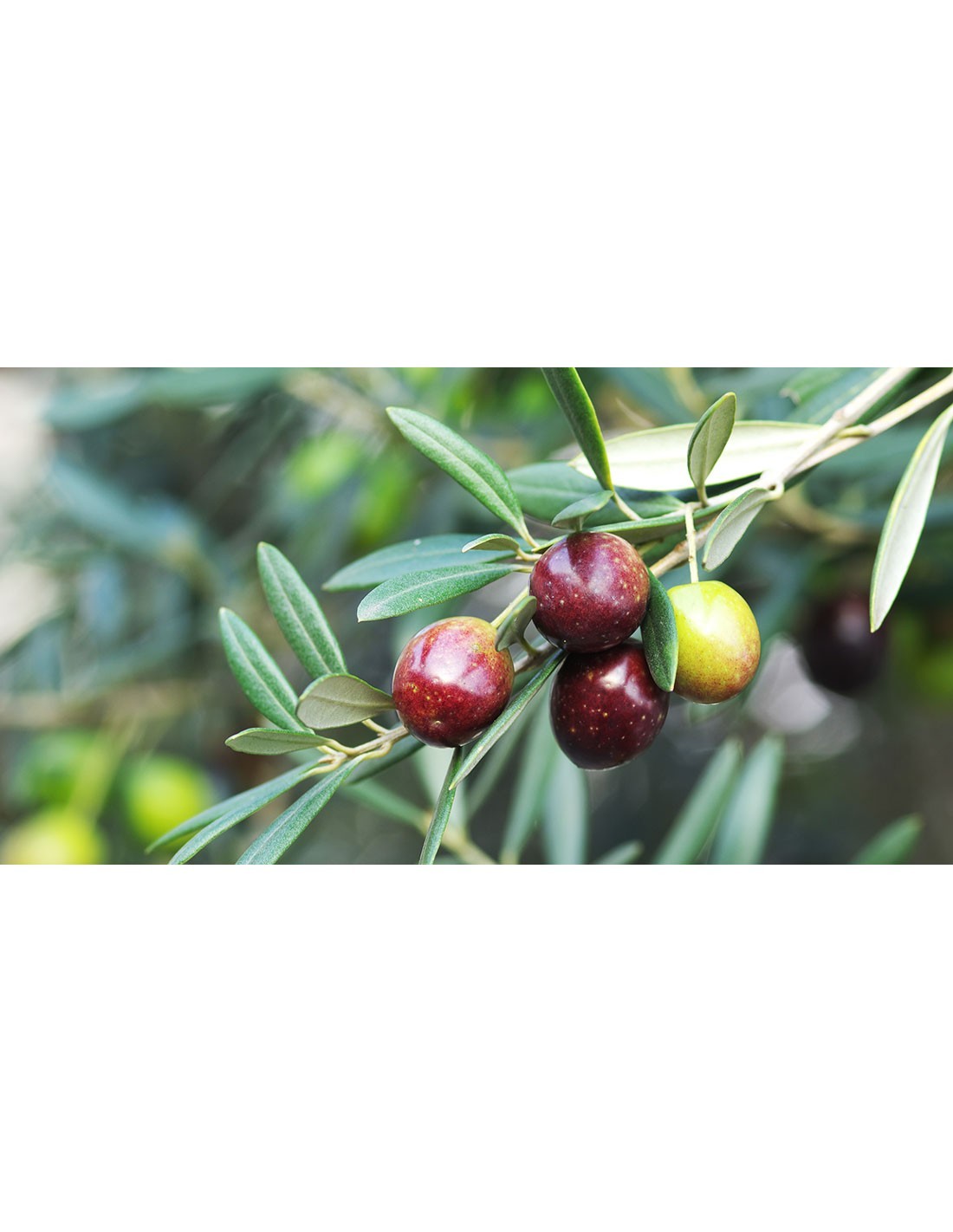 Live Plant Coratina Olive Tree - Olea europaea - Garden & Outdoor Living - $55.99