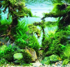 Mini Leaf Grass Water Aquatic Seed Fish Tank S Dwarf Pearl S - $185.42 MXN