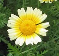 Garland Daisy 1000+ Seeds Organic Newly Harvested - £8.78 GBP