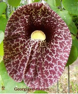 SML 100 Sun Mix Flower Blooms Multiple Variety Giant Bulk Seeds - €12,75 EUR