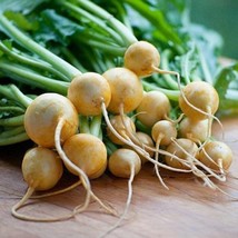 Turnip Seeds Golden Ball Turnip Seeds Open Pollinated Vegetable Gardening USA SE - $13.97