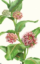 150 mg Showy Milkweed Butterfly Flower Seeds #MNHG - £11.59 GBP