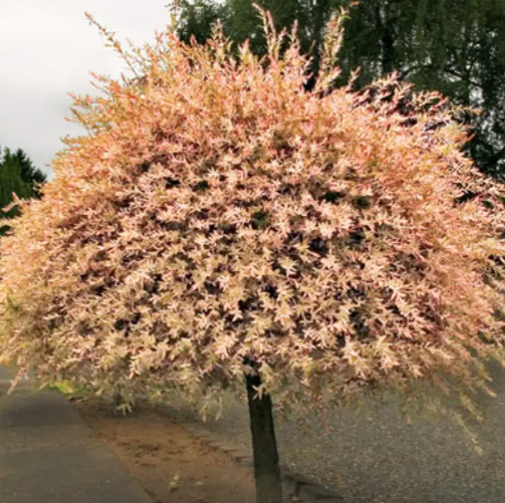 Dappled Willow Tree/Shrub/Bush 6-12&quot; Tall Seedling Live Plant 2.5&quot; - £49.61 GBP