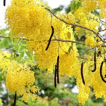 New Fresh USA Seller Cassia Fistula Canafistula Purging Cassia Golden Rain Tree  - $18.40